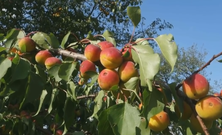 kompot-iz-abrikosov-na-zimu-recepty